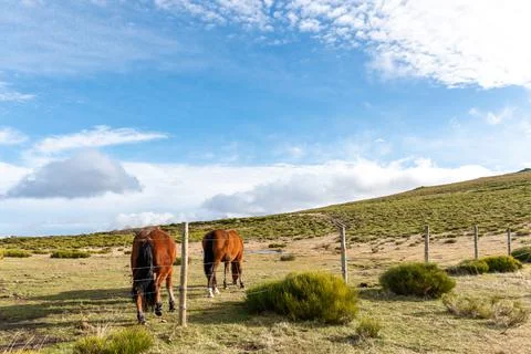 Horizontal landscape view of two brown horses eating in a meadow on a sunny d Stock Photos