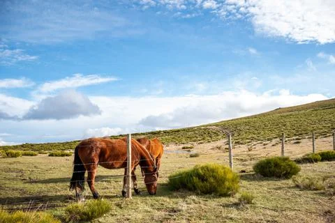 Horizontal landscape view of two brown horses eating in a meadow on a sunny d Stock Photos