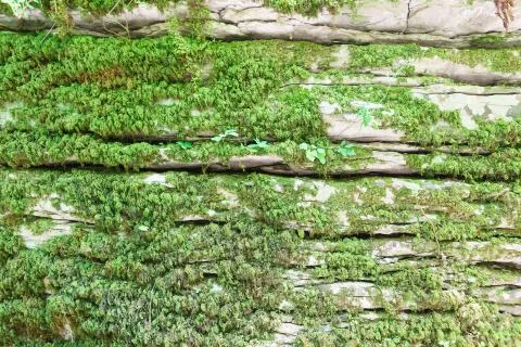 Horizontal layers of rocks, opened as a result of tectonic fault, overgrown w Stock Photos