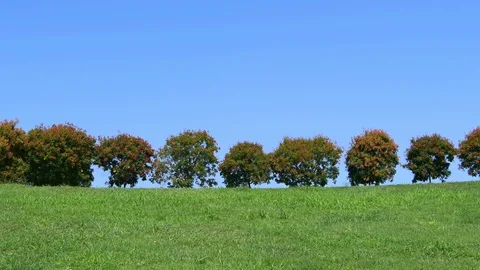 Horizontal line of autumn trees Video stock 116167816