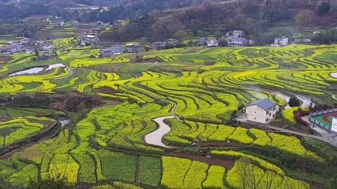 Horizontal Locked-off Drone Shot of Endless Yellow Rapeseed Fields Stock Footage 331616122