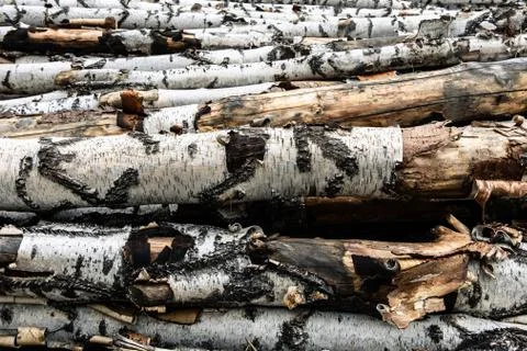 Horizontal logs of white birches Stock Photos