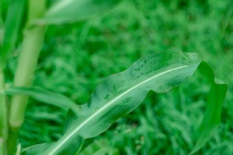 Horizontal long green leaf, close-up. Natural background from greenery. Sty.. Stock Photos