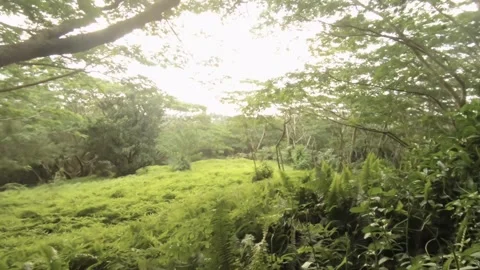 Horizontal look up view with dense vegetation and bushes green leaves at hiking  스톡 동영상 245443584