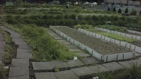 Horizontal look up view of private shared garden agricultural farms Stock Footage 179506963