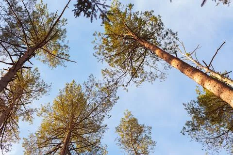 Horizontal Low Angle View of Pine Trees Reaching for the Blue Sky Stock Photos