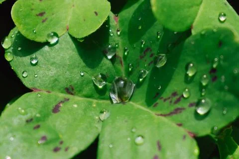 Horizontal macro close up view of fresh water drops and dew beads resting o.. Foto stock