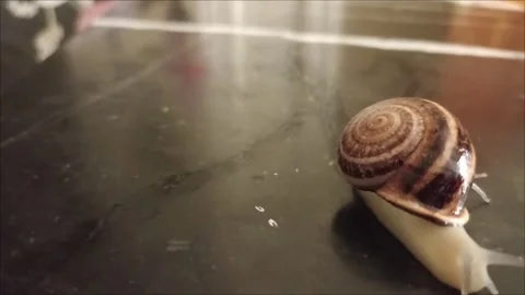 Horizontal Macro of Snail Crawling on Black Marble 스톡 동영상 335651046