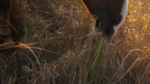 Horizontal macro video of a horse muzzle grazing in a meadow at sunrise Vídeos de archivo 347981708