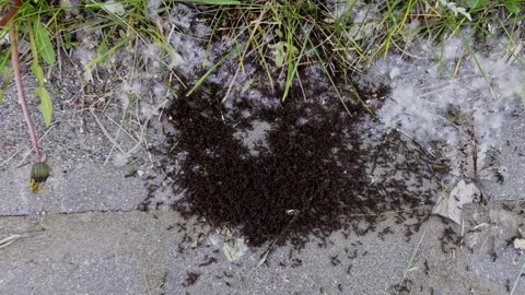 Horizontal macro video of a massive ant colony swarm Stock Footage 334124641