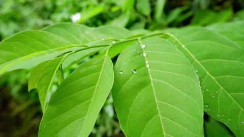 Horizontal macro video of raindrops falling on fresh green leaves gently touch. Stock Footage 343872961