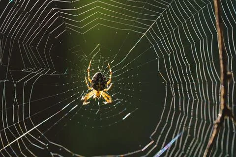 Horizontal Macro View of a Spider on its Intricate Web in a Forest Stock Photos
