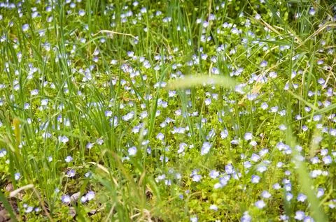 Horizontal Meadow View of Tiny Blue Wildflowers in Green Grass Fotos de archivo