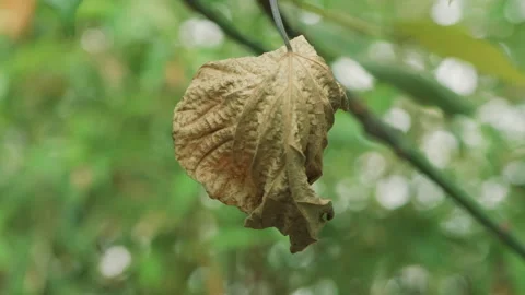 Horizontal medium shot of a single dry brown leaf hanging in forest. 動画素材 336331394