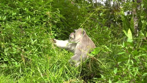 Horizontal Medium Shot of Wild Macaque Monkey in Green Grass Stock Footage 338340895