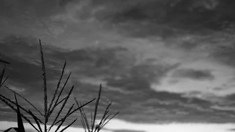 A horizontal monochrome low angle perspective captures the dramatic silhoue.. Stock Photos