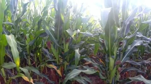 Horizontal motion closely past a field or corn / maize Stock Footage 53037385