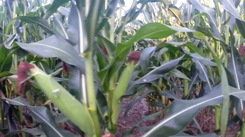 Horizontal motion closely past a field or corn / maize Stock Footage 53038372