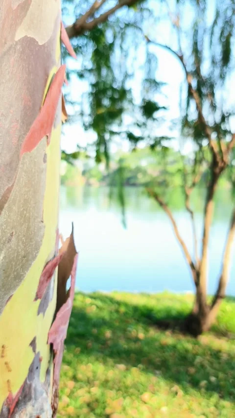 Horizontal motion footage of the bark pattern of the Leda tree or Eucalyptu.. Stock Footage 294552279