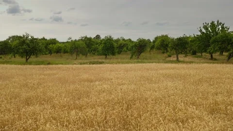 Horizontal movement on the drone with barley field from right to left with Stock Footage 135746342
