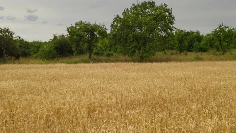 Horizontal movement on the drone with barley field from left to right with Stock Footage 135746518