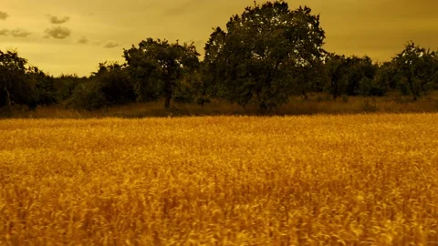 Horizontal movement on the drone with barley field from left to right dramatic Stock Footage 135746648