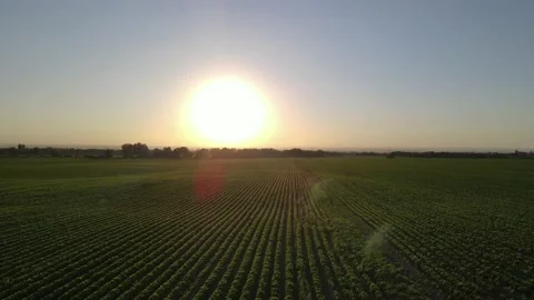 Horizontal movement in a soybean field Video stock 237164070
