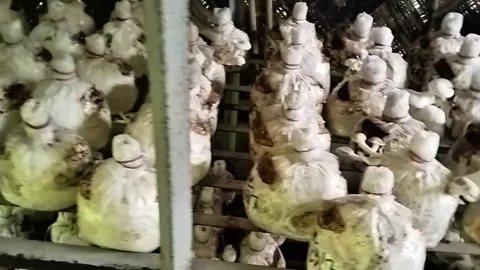 Horizontal mushroom culture stock video footage Stock Footage 319329359