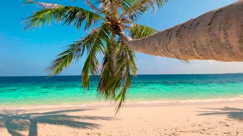 Horizontal palm tree on paradise Bora Bora beach Stock Footage 239005120
