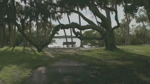 Horizontal pan up in Abercrombie Park framed by tree limbs over a park bench tow Stock Footage 283659068