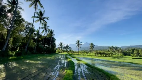 Horizontal pan of Bali rice fields with palm trees and mountains Stock Footage 337805702