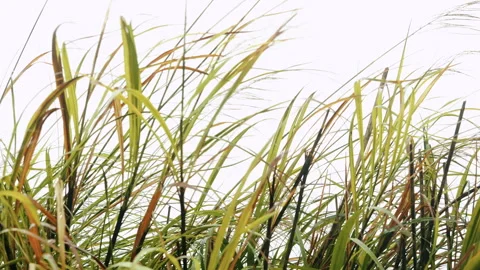 Horizontal pan of dense silvergrass violently swaying in sunlit strong wind.. Stock-Footage 342925709