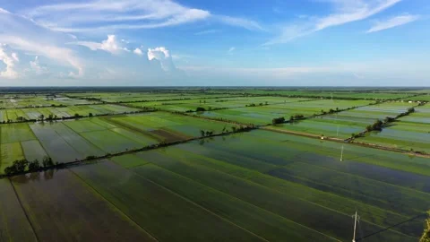 Horizontal Pan Drone View Of Vibrant Young Rice Fields Vidéo 340548100