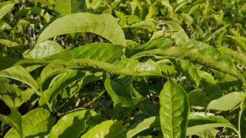Horizontal pan left of fresh green tea leaves in slow motion. Stock Footage 336488773