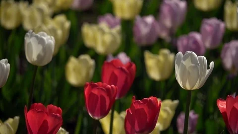 Horizontal pan of multicolor tulip flower bed in slow motion. Stock Footage 90217957