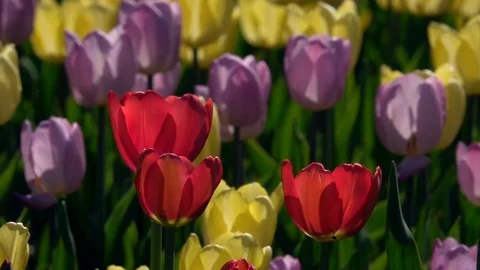 Horizontal pan of multicolor tulip flower bed in slow motion. Stock Footage 90600093