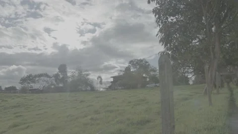 Horizontal pan path, trees and grassy space Stock Footage 220521256