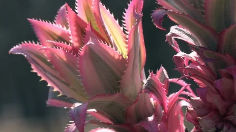 Horizontal pan of pink pine-apple top through glass bars in slow motion. Stock Footage 90217936