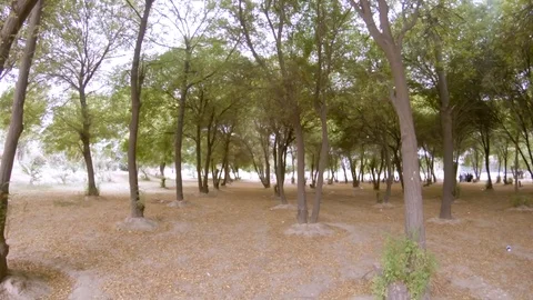 Horizontal Pan shot of dense Melia azedarach trees in a Park Stock Footage 100575308