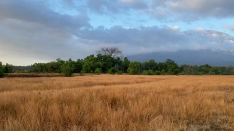Horizontal Pan Shot Revealing Mount Agung Behind Savanna Field Stock-Footage 341552021