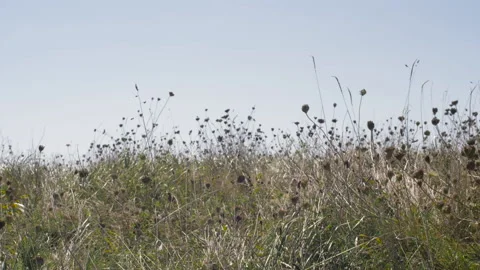 Horizontal Pan Of Some Plants And Grass In Slow Motion Video stock 97386981