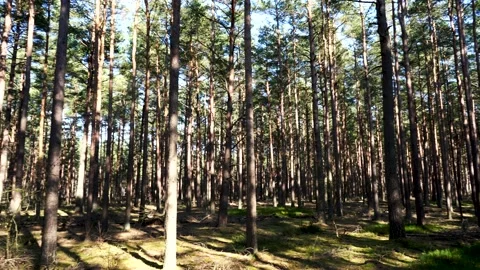 Horizontal pan of tall pine trees with in a forest Stock Footage 140798318