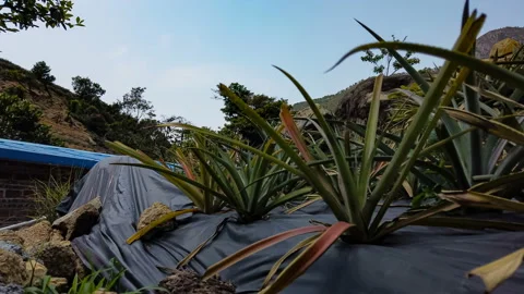 Horizontal pan view of pine apple plants in the field timelapse Stock Footage 128720740