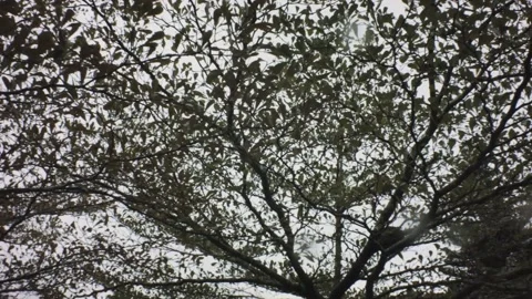 Horizontal pane look up view of tree bushes leaves stems branches flourish in th Stock Footage 236231507