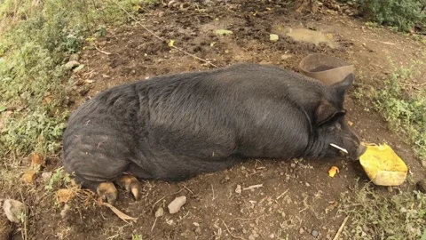 Horizontal pane top to down view of a giant black boar pig with fangs sleeping l Stock Footage 237622179