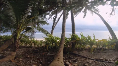 Horizontal pane view of coconut tree and bush vegetation at the sandy beach as n Stock Footage 244125071
