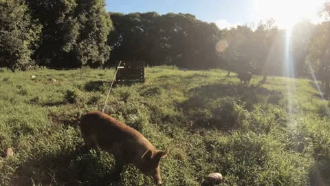 Horizontal pane view of grassland with domesticated brown and white boar pig bei Stock Footage 237620917