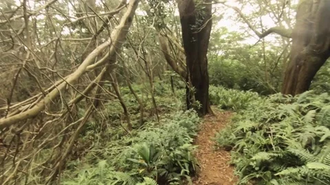 Horizontal pane view look out and around from tropical forest with dense vegetat Stock Footage 245443291