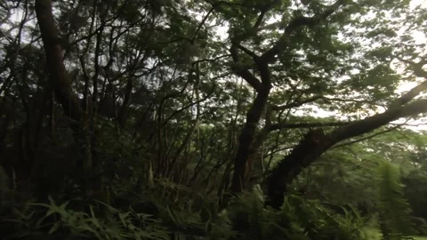 Horizontal pane view look out and around from tropical forest with dense vegetat Stock Footage 245443669