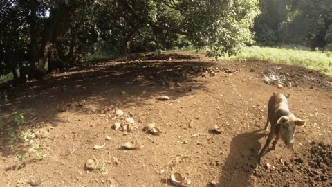 Horizontal pane up view of  a medium size fat domesticated black and white boar  Stock Footage 237620002